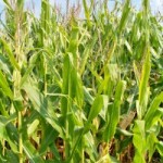Bean stalks growing